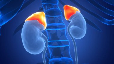 İnsan Vücut Bezleri Adrenal Bez Anatomisi. Üç Boyut