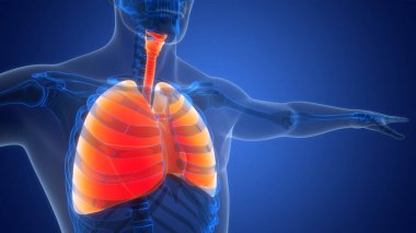 İnsan Solunum Sistemi Akciğerleri Anatomisi. Üç Boyut