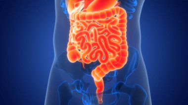 İnsan Sindirim Sistemi Anatomisi. Üç Boyut 