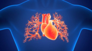 İnsan Dolaşım Sistemi Kalp Anatomisi. Üç Boyut 
