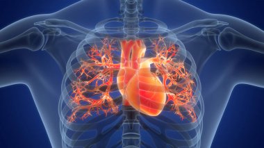 İnsan Dolaşım Sistemi Kalp Anatomisi. Üç Boyut 