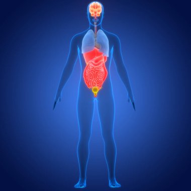 İnsan İç Organı Anatomisi. Üç Boyut