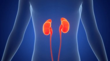 İnsan İdrar Sistemi Böbrekleri Anatomisi. Üç Boyut