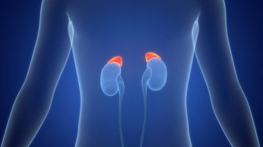 İnsan Vücut Bezleri Adrenal Bez Anatomisi. Üç Boyut 