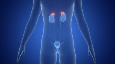 İnsan Vücut Bezleri Adrenal Bez Anatomisi. Üç Boyut 