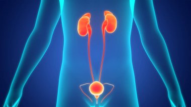 İdrar torbası anatomisi olan insan böbrekleri. Üç Boyut 