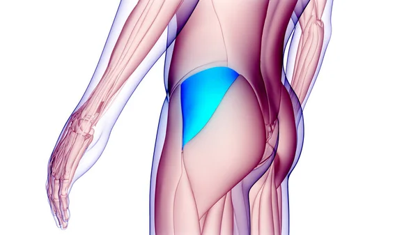 Muskler Människans Muskelsystem Gluteus Medius Muskelanatomi Tredimensionell — Stockfoto