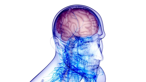 Det Centrale Organ Det Menneskelige Nervesystem Hjernens Anatomi 3Dname - Stock-foto