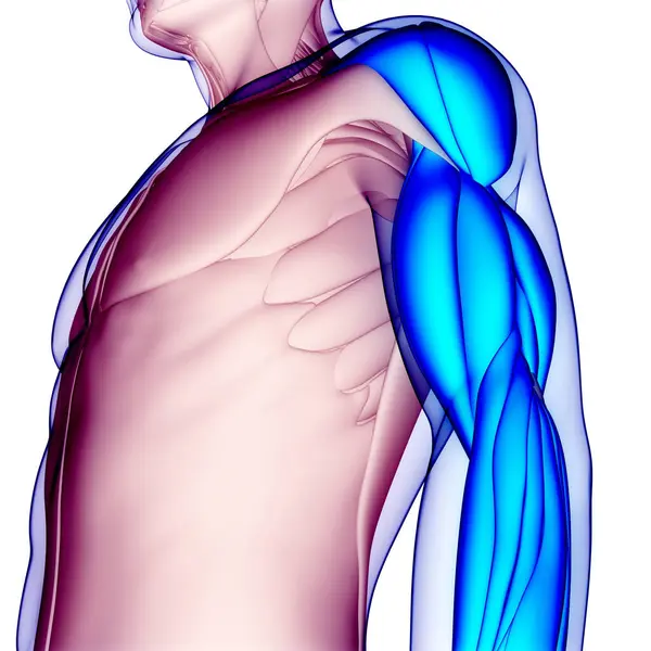 Sistema Muscular Humano Anatomia Dos Músculos Mão — Fotografia de Stock