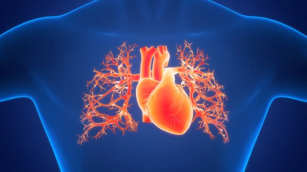 Sistema Circulatorio Humano Anatomía Del Corazón — Foto de Stock