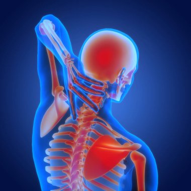 İnsan iskelet sistemi eklem ağrıları anatomisi. Üç Boyut 