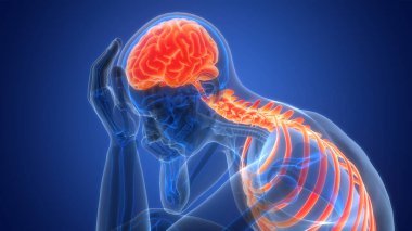 İnsan Sinir Sistemi Beyin Anatomisi Merkezi Organı. Üç Boyut