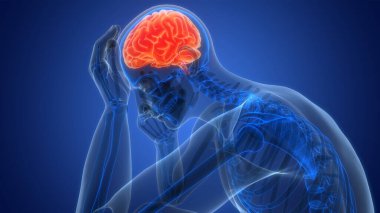 İnsan Sinir Sistemi Beyin Anatomi Animasyonu Merkezi Organı. Üç Boyut 