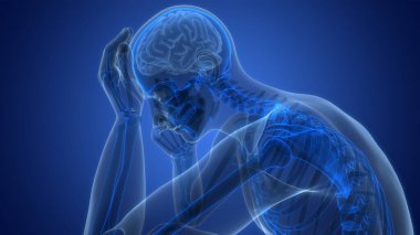 İnsan Sinir Sistemi Beyin Anatomisi Merkezi Organı. Üç Boyut