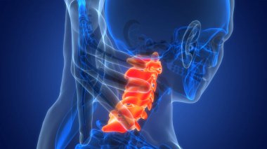 İnsan İskelet Sistemi Anatomisi 'nin Omurilik Kolonu Servikal Omurgası. Üç Boyut 