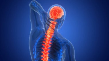 İnsan İskelet Sistemi Anatomisi 'nin Omurilik Ağrısı. Üç Boyut