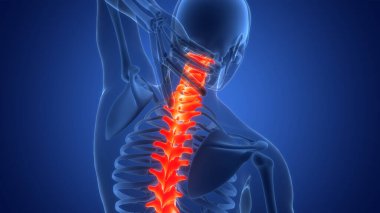 İnsan İskelet Sistemi Anatomisi 'nin Omurilik Ağrısı. Üç Boyut
