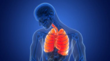 İnsan Solunum Sistemi Akciğerleri Anatomisi. Üç Boyut