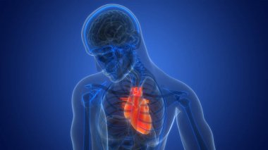 İnsan Dolaşım Sistemi Kalp Anatomi Animasyonu. Üç Boyut 