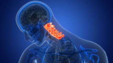 Omurilik Anatomisi (Servikal Omurga). 3D - Görüntü