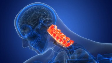 Omurilik Anatomisi (Servikal Omurga). 3D - Görüntü