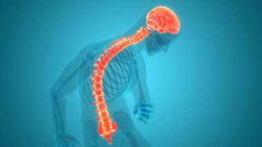 İnsan Sinir Sistemi Beyin Anatomisi Merkezi Organı. Üç Boyut