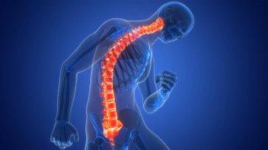 İnsan iskelet sistemi anatomisinin omurilik omurgası. Üç Boyut