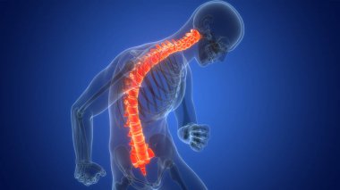 İnsan iskelet sistemi anatomisinin omurilik omurgası. Üç Boyut