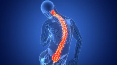 İnsan iskelet sistemi anatomisinin omurilik omurgası. Üç Boyut