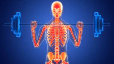 İnsan iskelet sistemi eklem anatomisi. Üç Boyut
