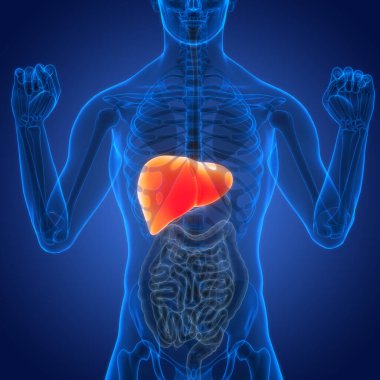 Karaciğer anatomisi. Üç Boyut 