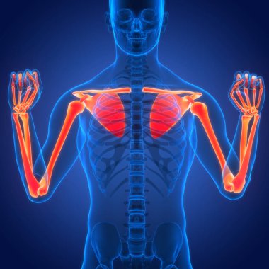 İnsan iskelet sistemi üst uzuv kemik eklemleri anatomisi. Üç Boyut
