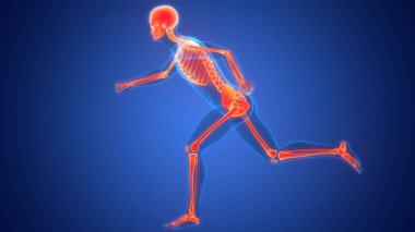 İnsan iskelet sistemi eklem anatomisi. Üç Boyut