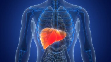 İnsan Vücut Organları Anatomisi (Karaciğer). 3d  