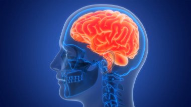 İnsan Sinir Sistemi Beyin Anatomisi Merkezi Organı. Üç Boyut