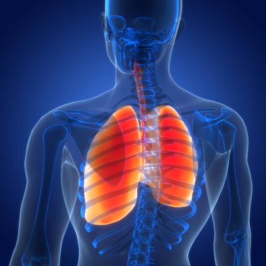 İnsan Solunum Sistemi Akciğerleri Anatomisi. Üç Boyut