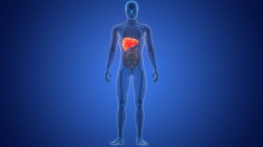 İnsan Vücut Organları Anatomisi (Karaciğer). 3d 