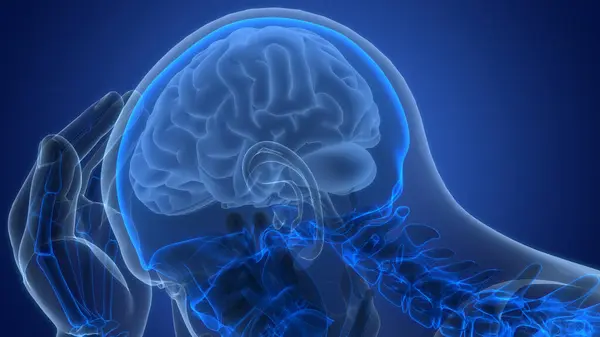 Nsan Sinir Sistemi Beyin Anatomisi Merkezi Organı Boyut — Stok fotoğraf