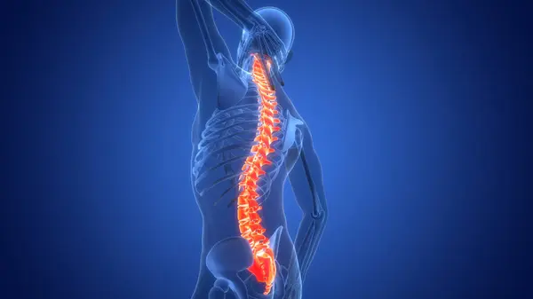 Pain Spinal Cord Vertebral Column Human Skeleton System Anatomy — Stock Photo, Image
