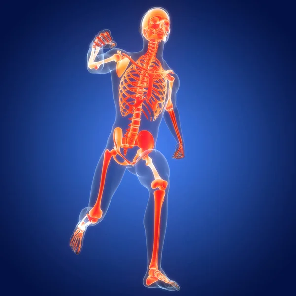 Sistema Esquelético Humano Huesos Articulaciones Anatomía — Foto de Stock