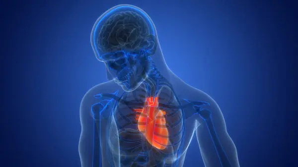 Nsan Dolaşım Sistemi Kalp Anatomi Animasyonu Boyut — Stok fotoğraf