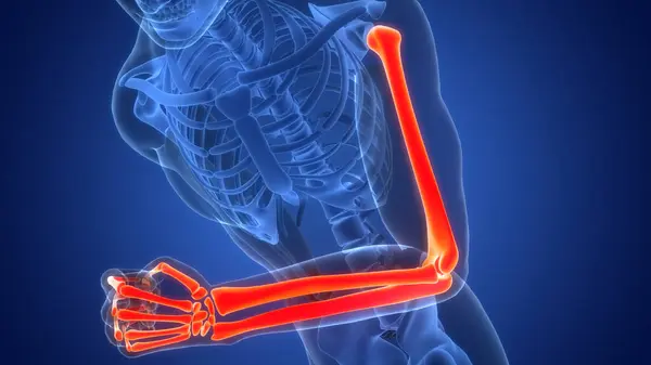 Human Skeleton System Hand Bone Joints Anatomy. 3D