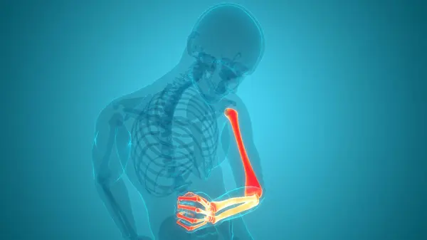 Human Skeleton System Hand Bone Joints Anatomy — Stock Photo, Image