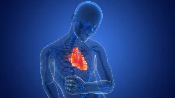 Human Circulatory System Heart Anatomy Animation Concept Inglés —  Fotos de Stock