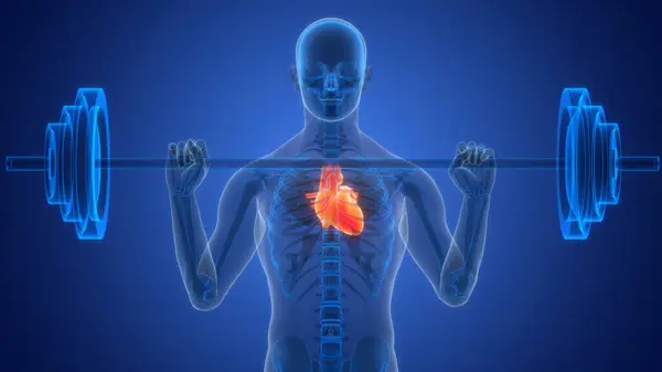 Herz Anatomie Animationskonzept Des Menschlichen Kreislaufsystems — Stockfoto