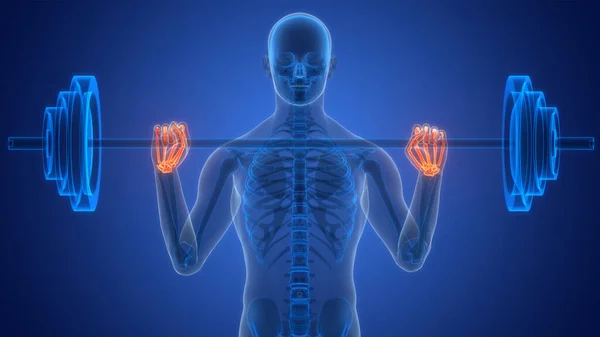 Nsan Iskeleti Elleri Eklem Anatomisi Boyut — Stok fotoğraf