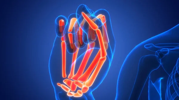 Human Skeleton System Hand Bones Joints Anatomy. 3D