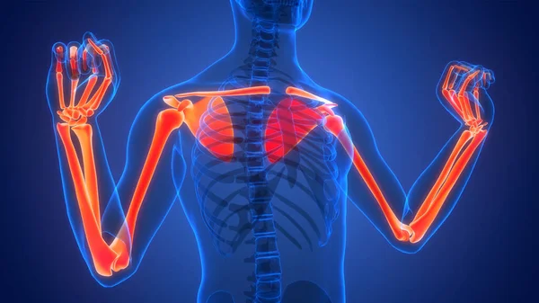 Ludzki System Szkieletowy Stawów Górnych Kończyn Anatomia — Zdjęcie stockowe