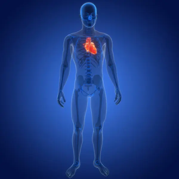 Human Body Organs (Heart Anatomy). 3D