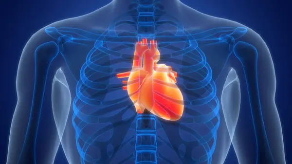 3D Illustration of Human Body Organs (Heart)